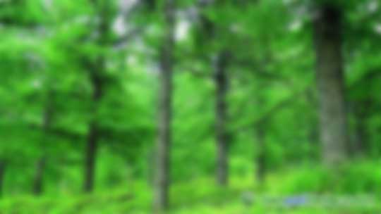 國(guó)家林業(yè)局《省級(jí)林業(yè)應(yīng)對(duì)氣候變化2017—2018年工作計(jì)劃》